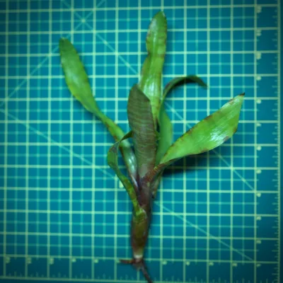 Mini Neoregelia Bromeliad – Ampullacea New Type size