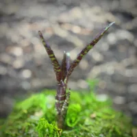 Mini Neoregelia Bromeliad – Ampullacea x 1482
