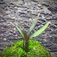 Mini Neoregelia Bromeliad – Ampullacea x Royal Flush