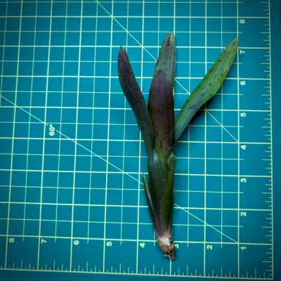Mini Neoregelia Bromeliad – Ampullacea x Royal Flush size