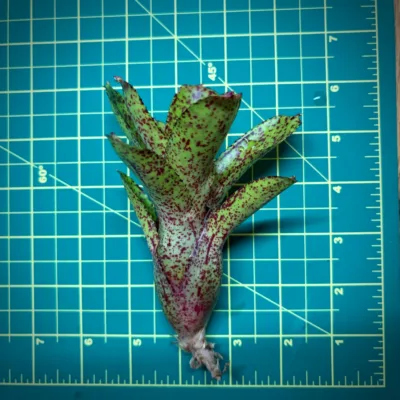 Mini Neoregelia Bromeliad – Angle Face x Midget size