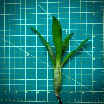 Mini Neoregelia Bromeliad – Bitzer size