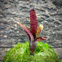 Mini Neoregelia Bromeliad – Black Beauty