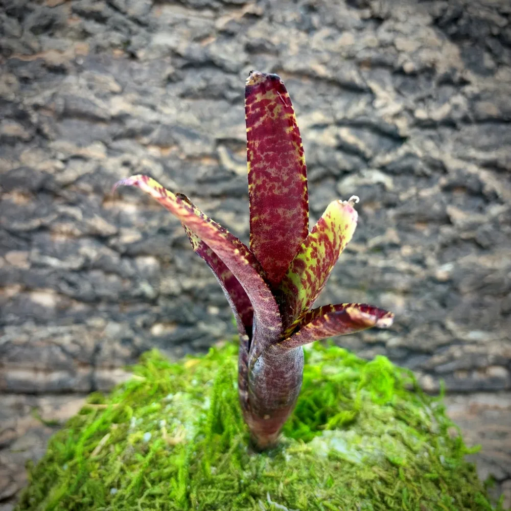 Mini Neoregelia Bromeliad – Black Beauty