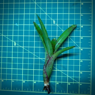Mini Neoregelia Bromeliad – Bright Spot size