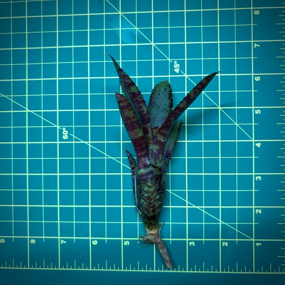 Mini Neoregelia Bromeliad – Dolly Size