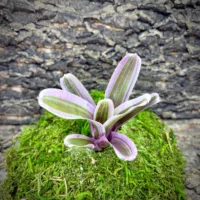 Mini Neoregelia Bromeliad – Donger