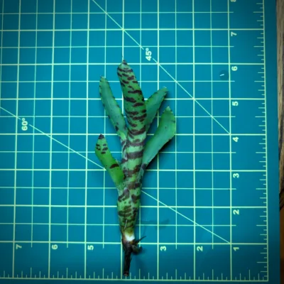 Mini Neoregelia Bromeliad – Flare Up size