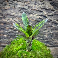 Mini Neoregelia Bromeliad – Holly