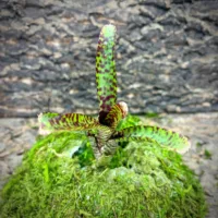 Mini Neoregelia Bromeliad – Petit Minou