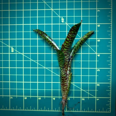 Mini Neoregelia Bromeliad – Petit Minou size