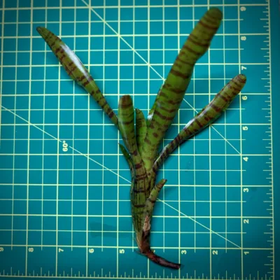 Mini Neoregelia Bromeliad – Punctatissima Rubra x Tigrina size