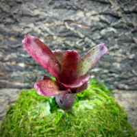 Mini Neoregelia Bromeliad – Tigrina x Johannis
