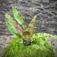 Mini Neoregelia Bromeliad – Tumbleweed