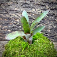 Mini Neoregelia Bromeliad – cf. Smithii SEL96-0198