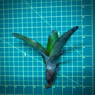 Mini Neoregelia Bromeliad – cf. Smithii SEL96-0198 size