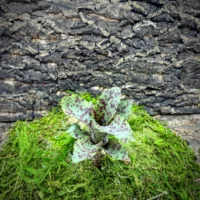 Nano Neoregelia Bromeliad – Small Fry