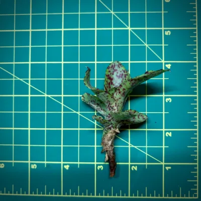 Nano Neoregelia Bromeliad – Small Fry size