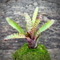 Neoregelia Bromeliad – Ampullacea Large Form