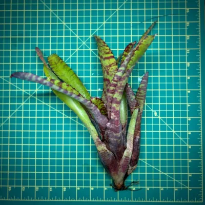 Neoregelia Bromeliad – Ampulacea Large Form Size