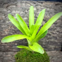 Neoregelia Bromeliad – Compacta Small Form