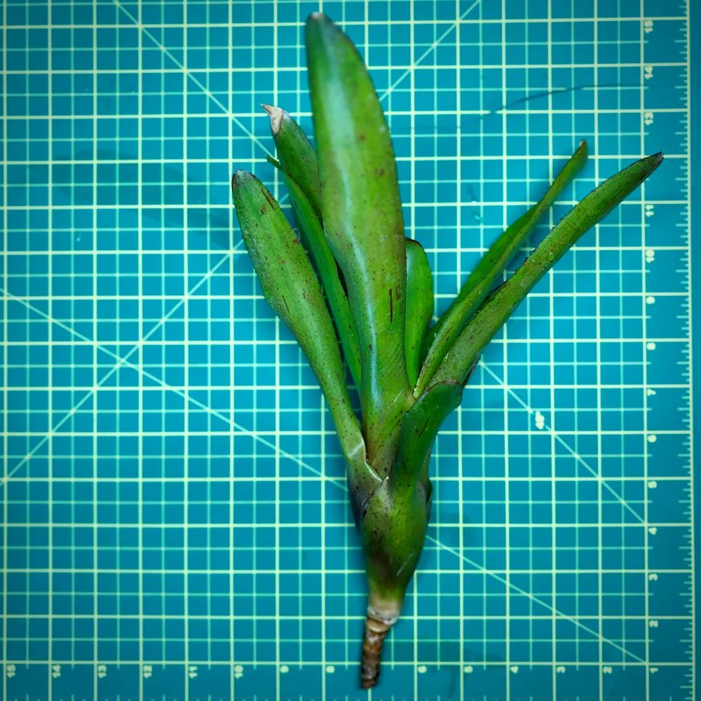 Neoregelia Bromeliad – Compacta x Fluminensis size