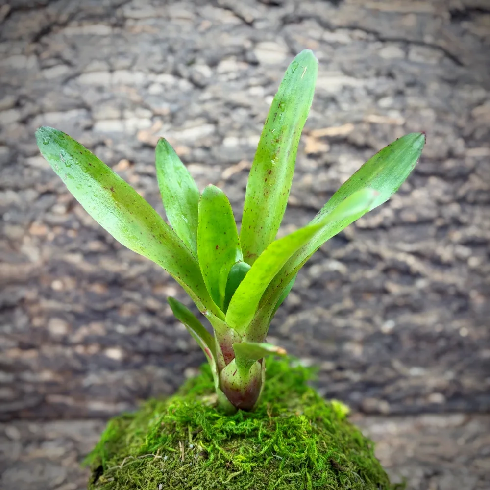 Neoregelia Bromeliad – Compacta x Fluminensis
