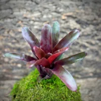 Neoregelia Bromeliad – Fireball x Royal Burgundy