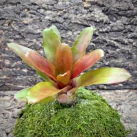 Neoregelia Bromeliad – Hades