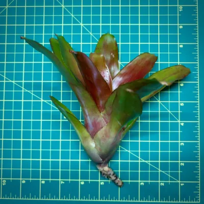 Neoregelia Bromeliad – Hades size