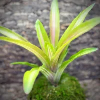 Neoregelia Bromeliad – Martin