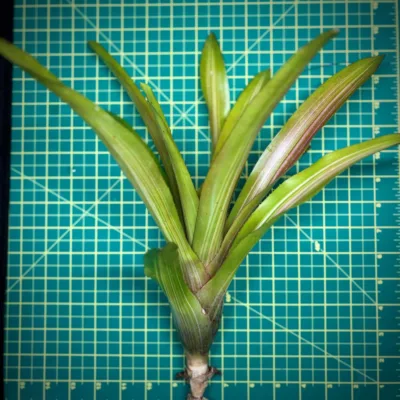Neoregelia Bromeliad – Martin size