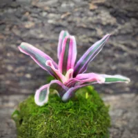 Neoregelia Bromeliad – Matilde