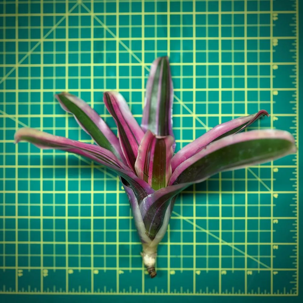 Neoregelia Bromeliad – Matilde Size