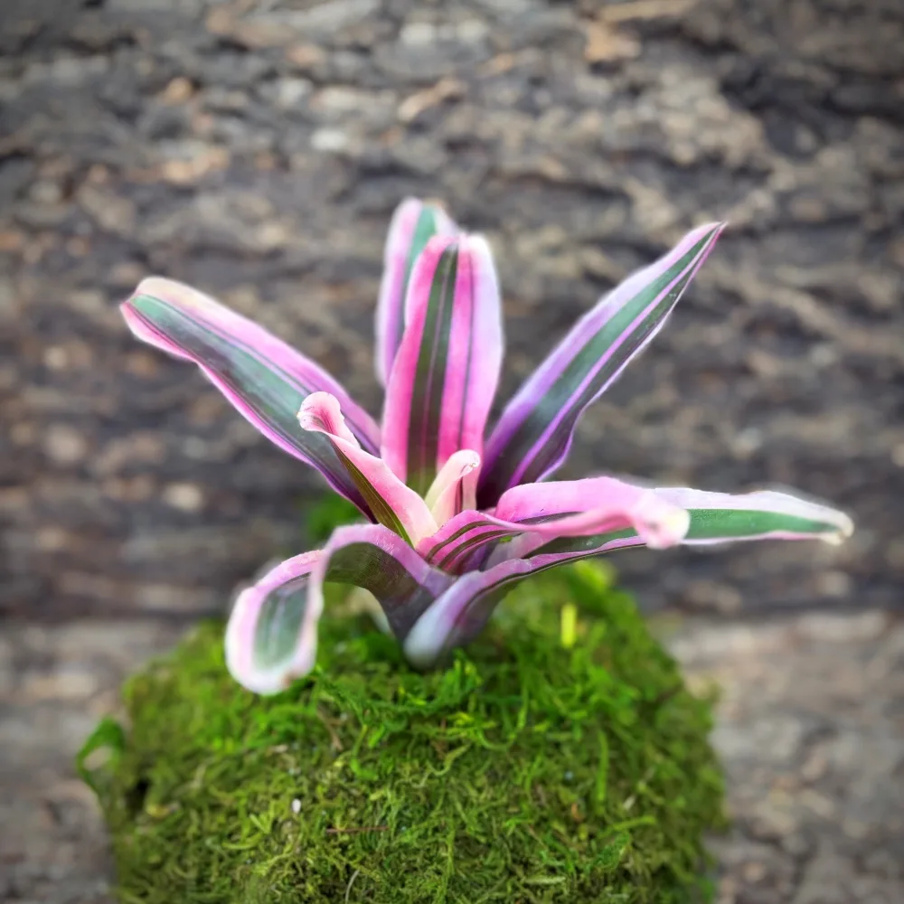 Neoregelia Bromeliad – Matilde