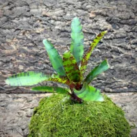 Neoregelia Bromeliad – Multiple Migs