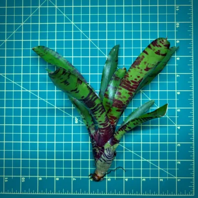 Neoregelia Bromeliad – Multiple Migs size
