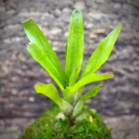 Neoregelia Bromeliad – Olens x Compacta