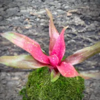 Neoregelia Bromeliad – Treasure Chest