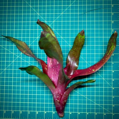 Neoregelia Bromeliad – Treasure Chest size